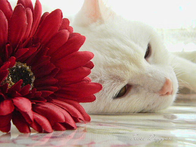 莱奥闪耀焦点战,西班牙力克国际米兰