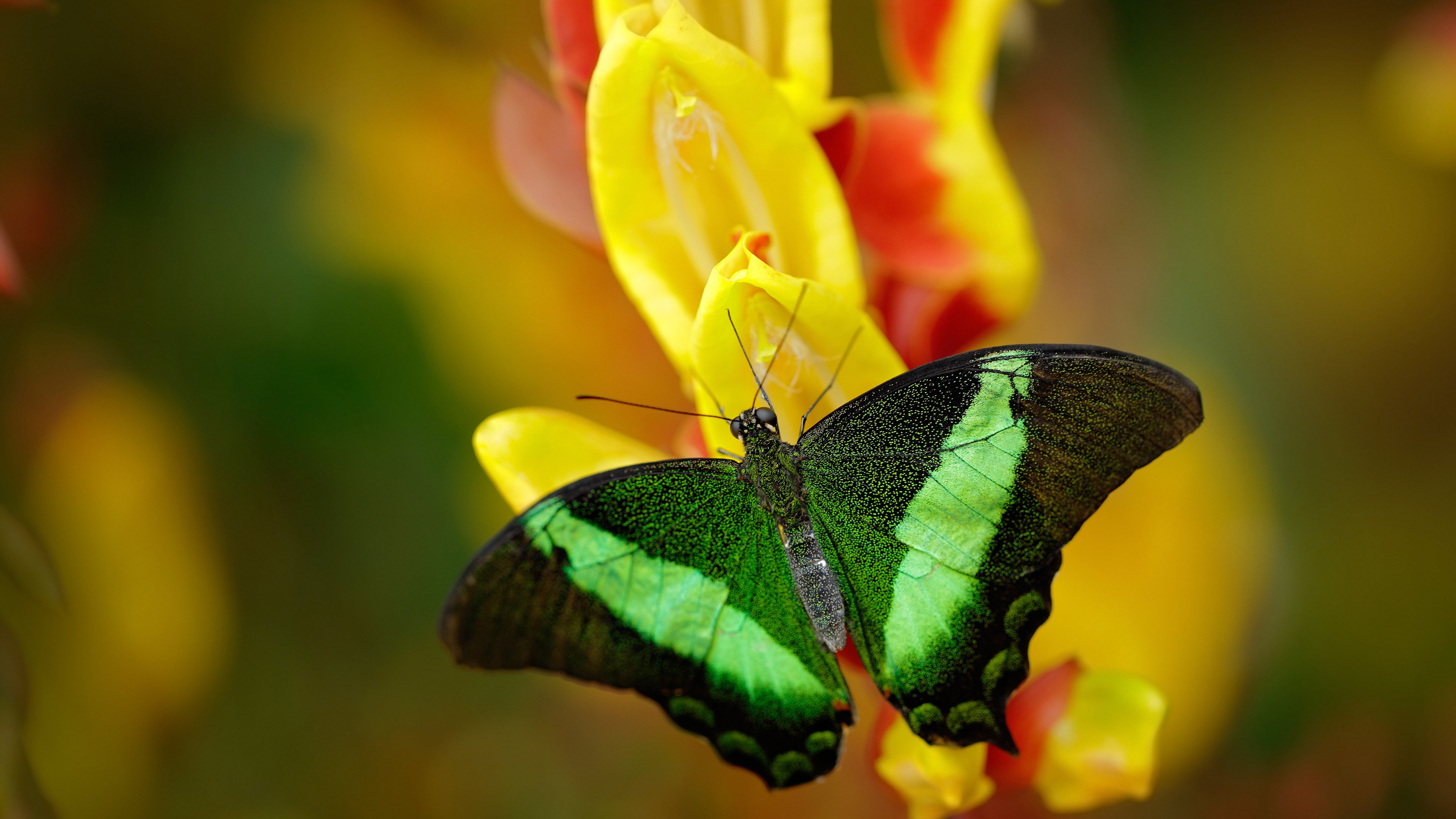 开云官网-马克西，六分钟击碎豪门梦，欧冠之夜提前宣告剧终