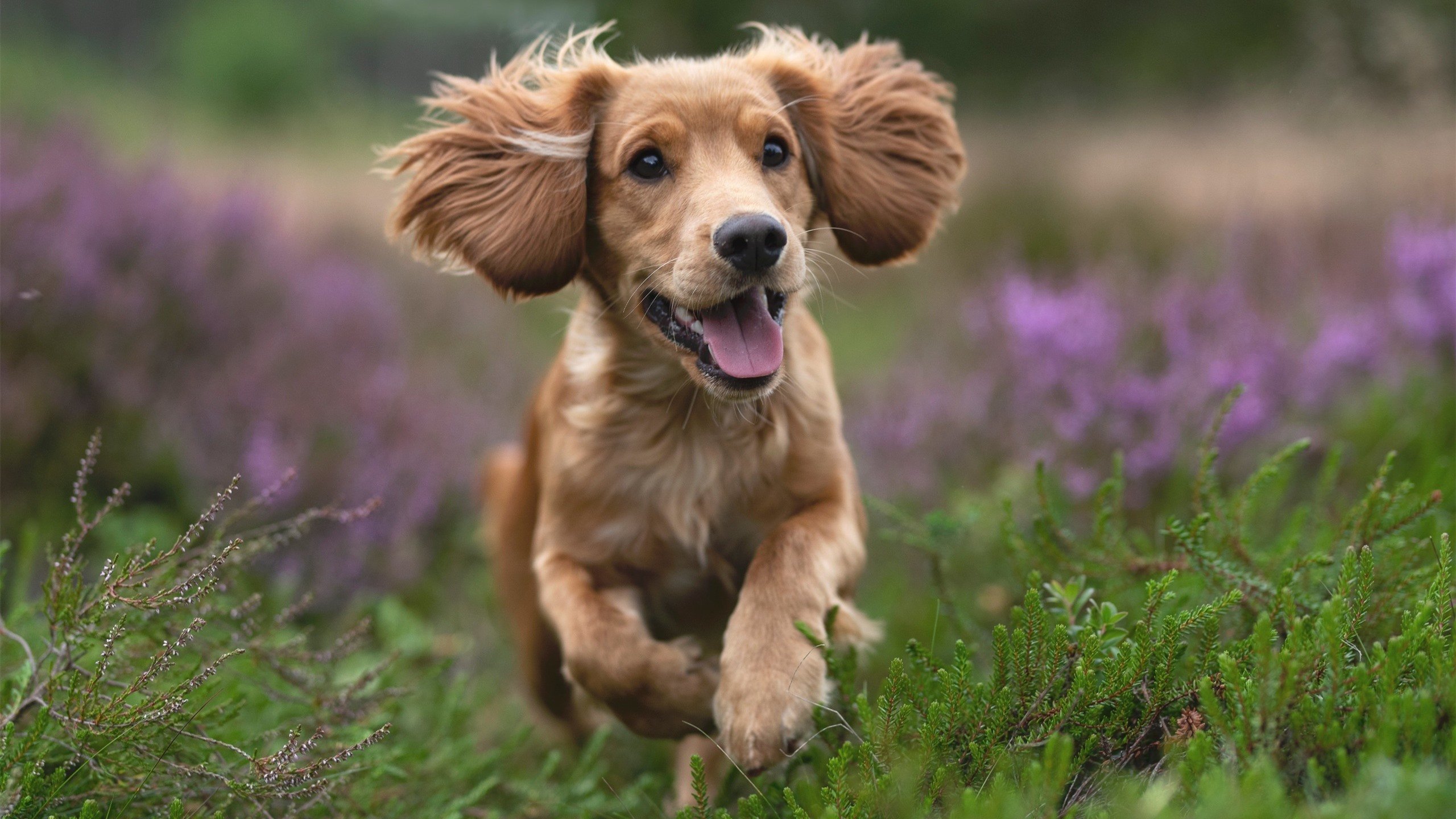 上海队掀翻独行侠,克莱彻底打爆防线背后的篮球启示录