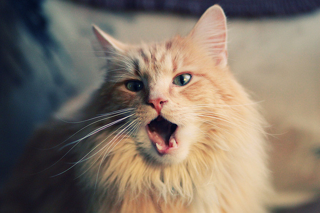 上海队掀翻独行侠,克莱彻底打爆防线背后的篮球启示录