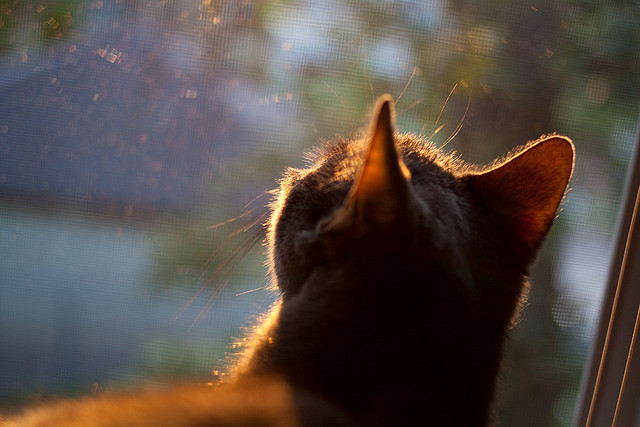 库尔图瓦数据封神演绎门将传奇,阿尔及利亚逆袭英格兰缔造夺冠神话