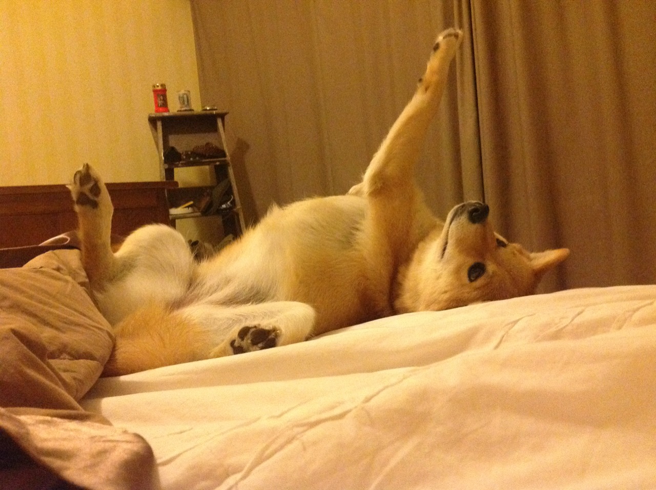 铁链封锁，魔法制胜，马刺防线冻结国王，哈利伯顿上演绝地反击