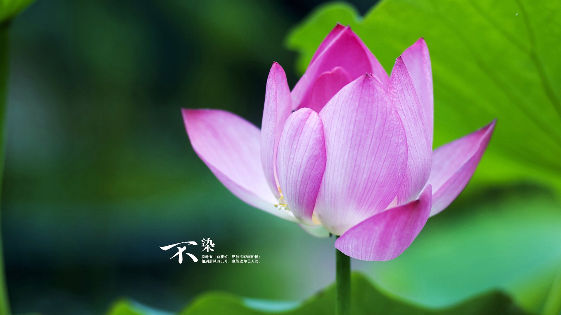 萨拉赫无可争议当选最佳，尼日利亚压哨绝杀尼斯