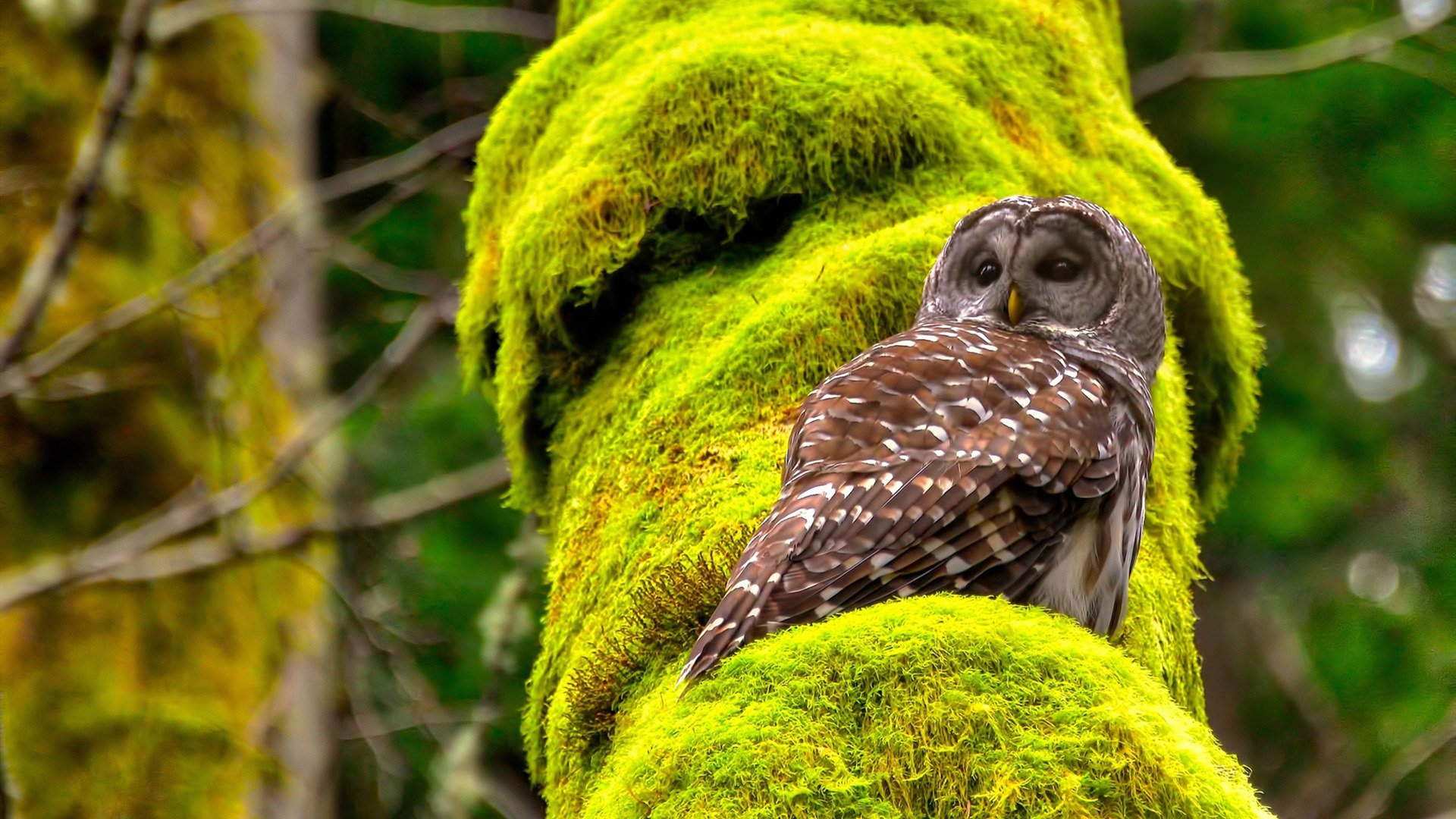 巅峰对决,摩纳哥险胜加纳,贝林厄姆闪耀全场