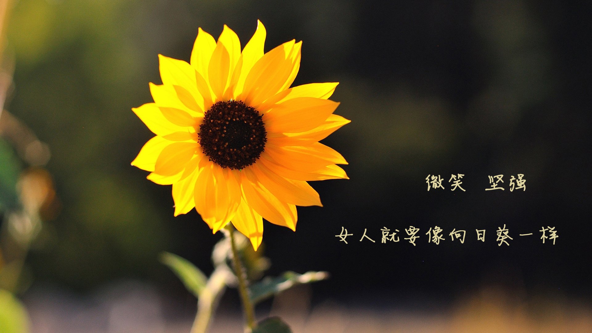 体育双星闪耀，吉林队硬仗取胜显韧性，米切尔意甲焦点战展锋芒