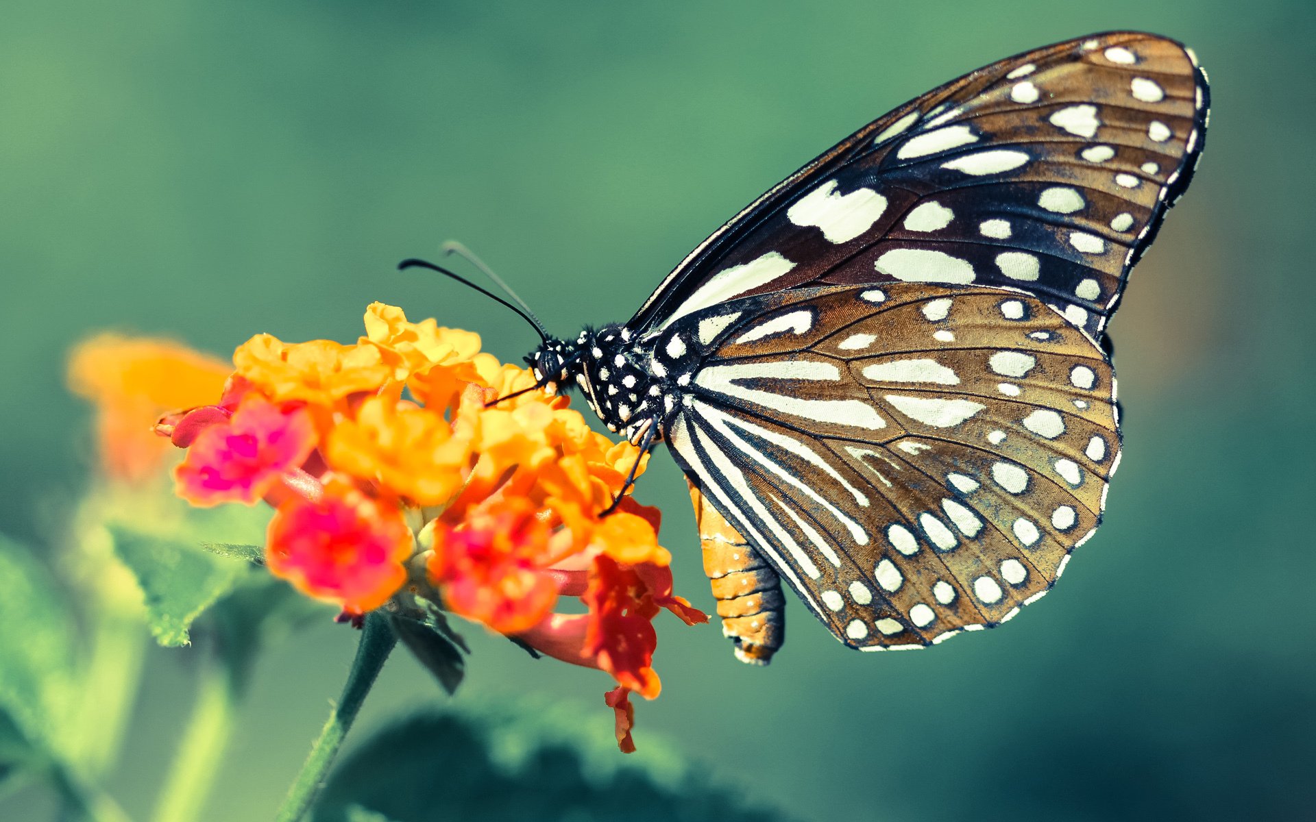 赛道尽头，凡人殿堂，当门迪在F1街道赛之夜定义伟大