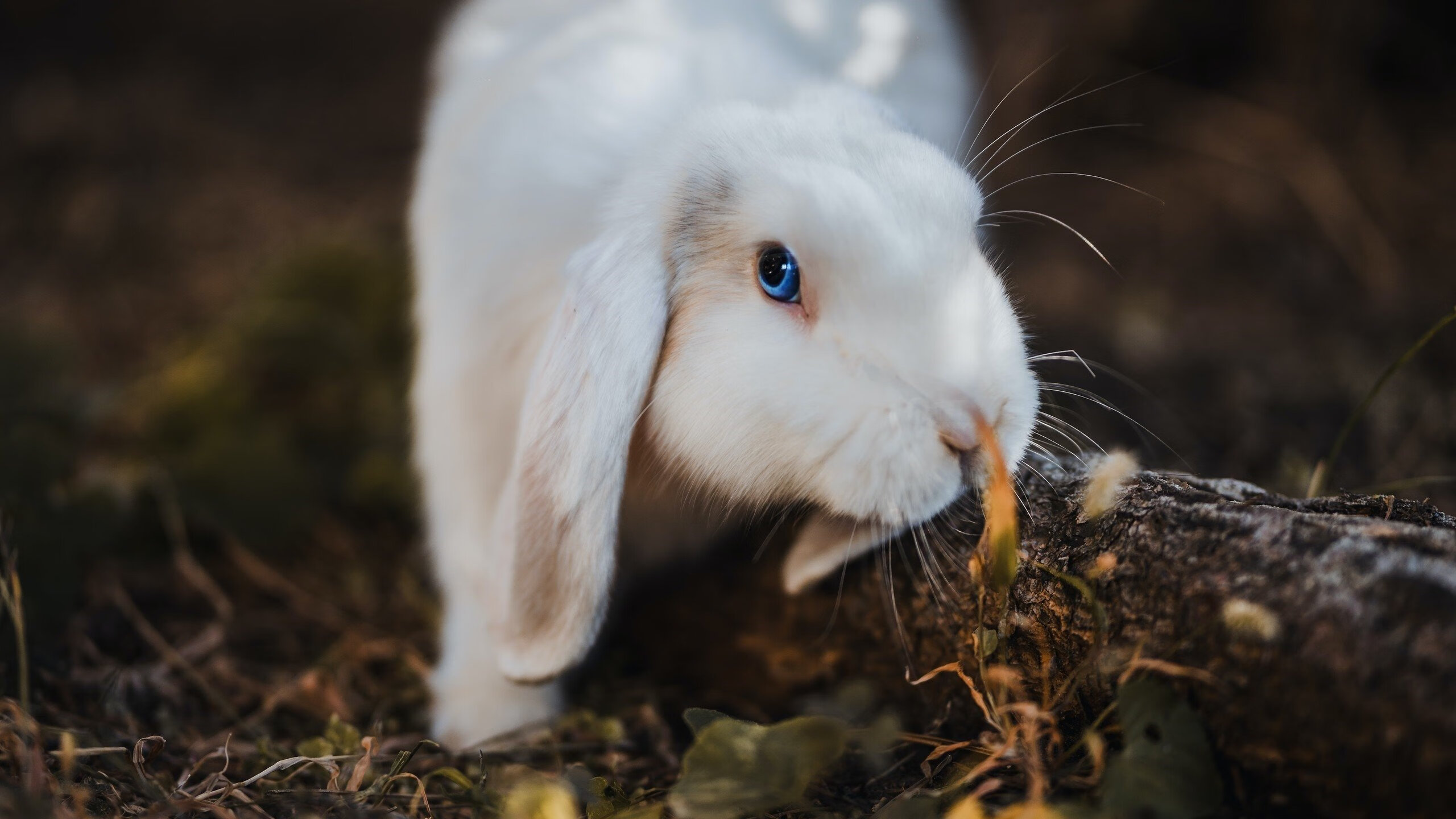 开云体育在线-东决生死战，76人顶住压力力斩步行者