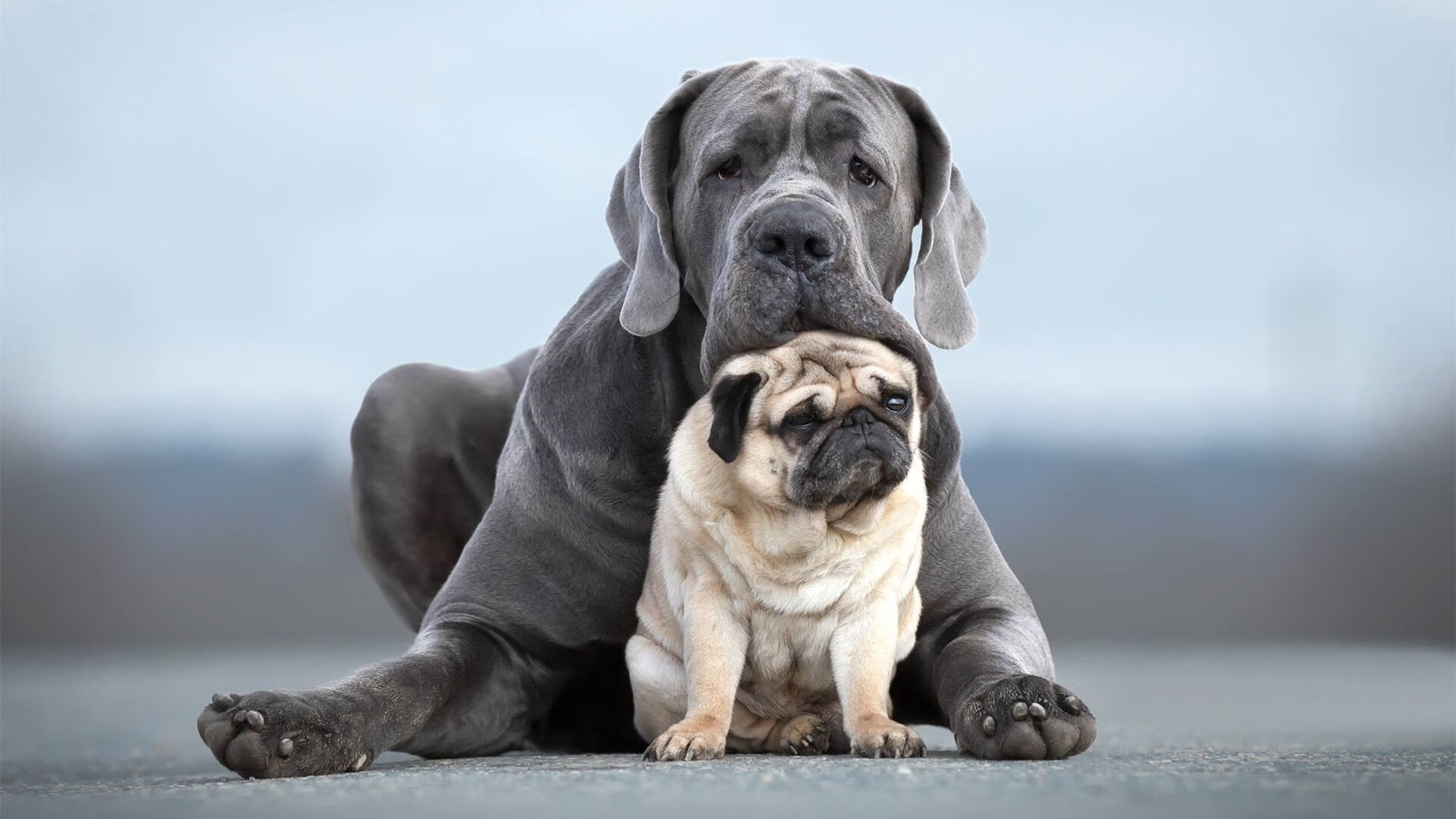 一日双城记，卡瓦哈尔的救赎火焰与多特蒙德的蓝色逆袭