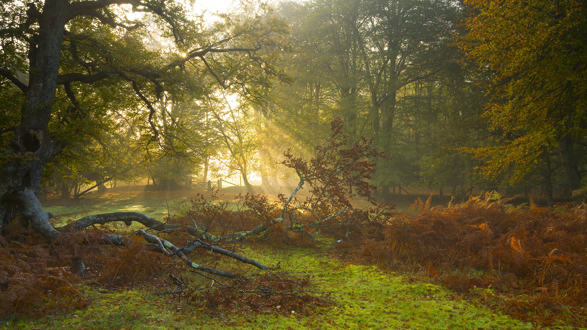贝林厄姆攻防两端统治，巴西军团高效粉碎拉齐奥防线