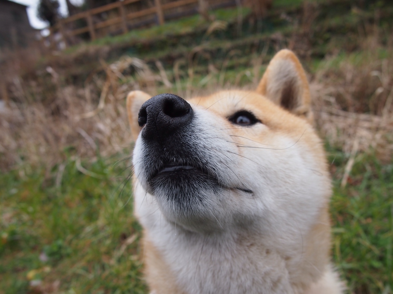 一柱擎天！西决生死夜被戈贝尔一手掌控