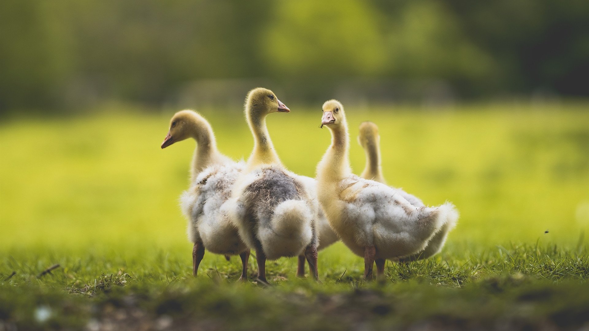 湖人惊天逆转快船，浓眉化身关键先生锁定胜局