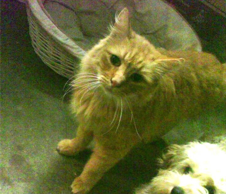 尼克斯爆冷击碎预期，库里挽弓重塑秩序，当偶然性遇见历史的必然