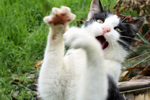 引擎轰鸣与绿茵屏障,当数据时代重新定义统治力