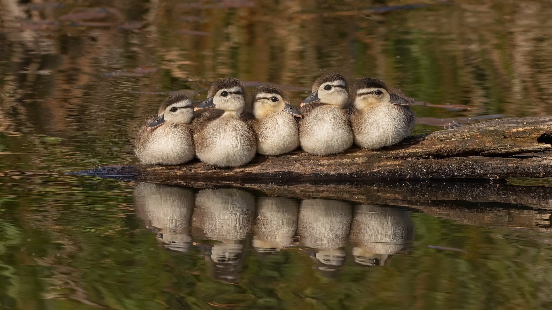 跨界统治,从NBA的火箭升空到F1赛道的文班亚马狂飙