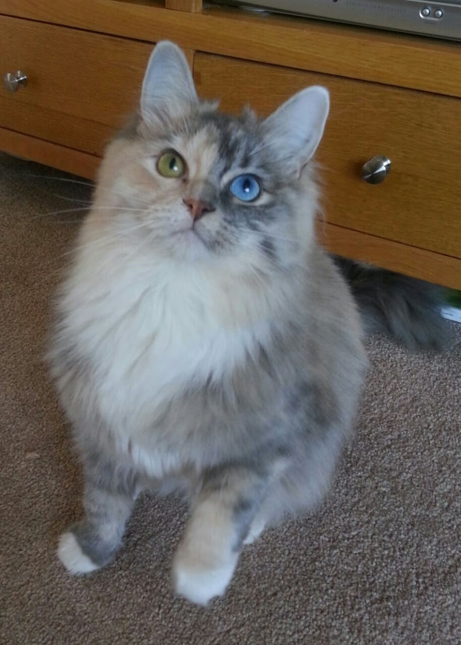 天神下凡与凡人史诗,楚阿梅尼的轰鸣与毕尔巴鄂的钢铁洪流